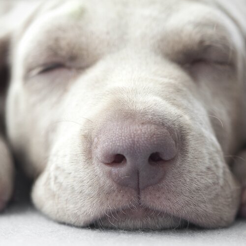 Close-up of a sleeping puppy's nose and paws. | © Monica Martinez Do-Allo