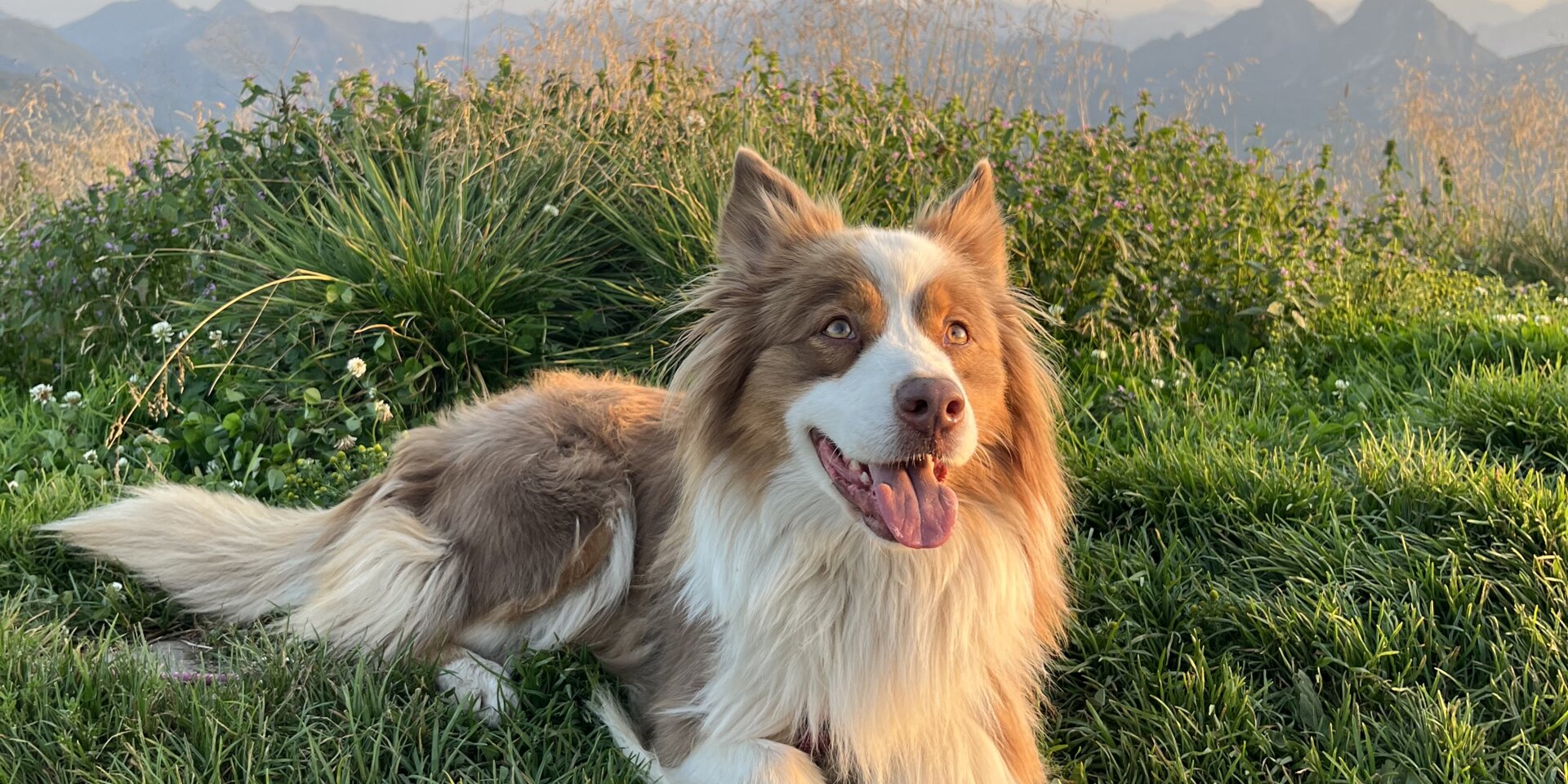 Fröhlicher Hund liegt im Gras vor Bergen und Abendhimmel