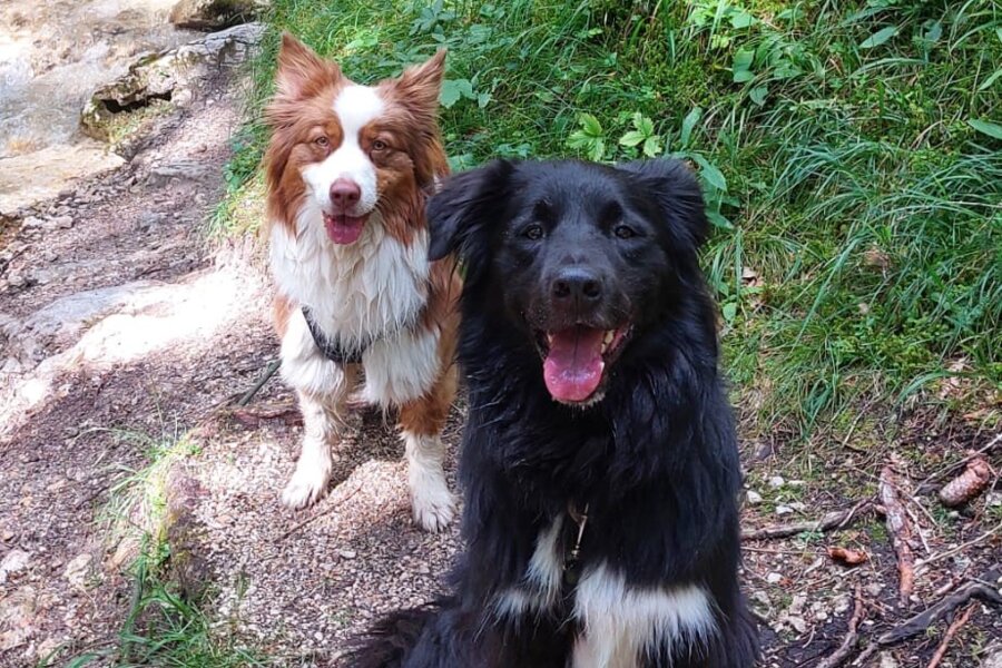 Two dogs sit on a forest path beside a stream